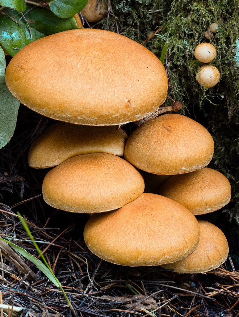 Spectacular Rustgill Fungus