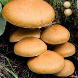 Spectacular Rustgill Fungus