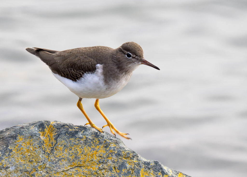 Spotted Sandpiper