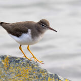 Spotted Sandpiper