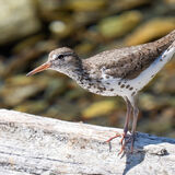 Spotted Sandpiper