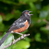 Spotted Towhee calling