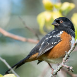 Spotted Towhee looking back