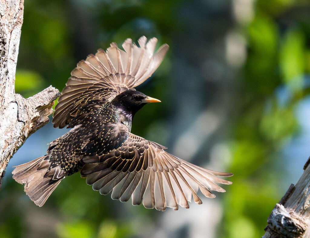 Starling in flight