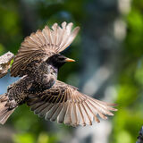 Starling in flight
