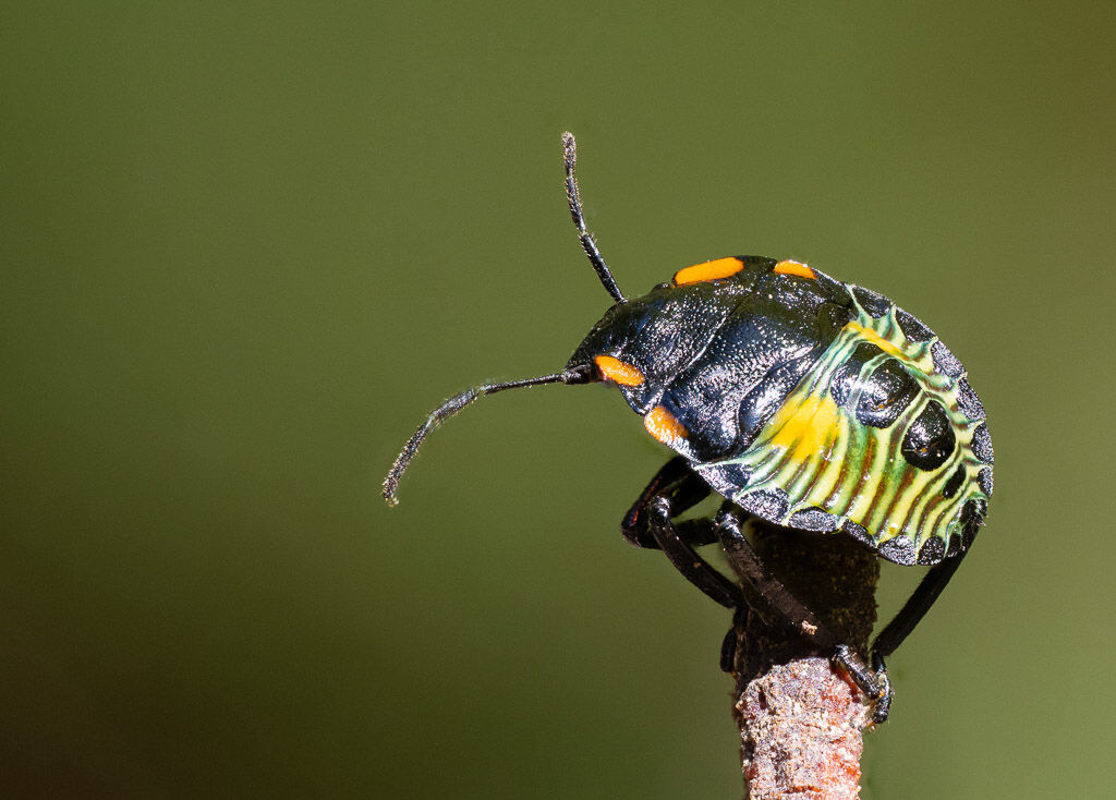 Stink bug Nymph - intermediate stage