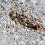Stonefly larva
