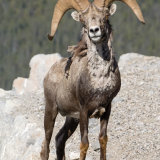 Stone's Sheep