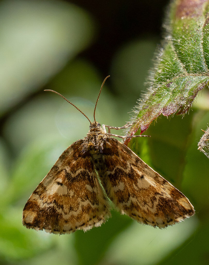 Stored Grain Moth