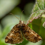 Stored Grain Moth