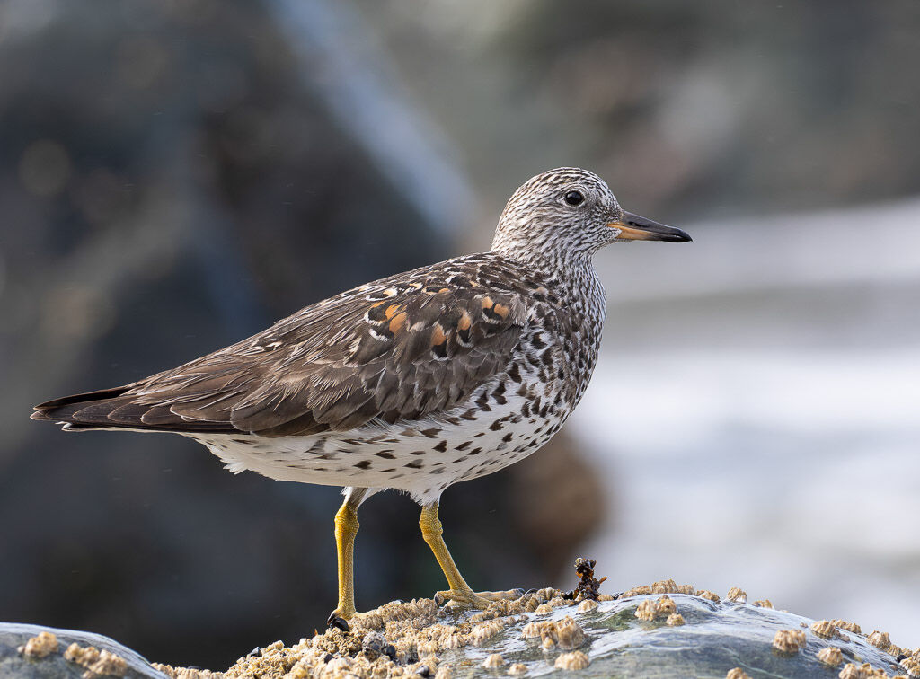 Surfbird portrait