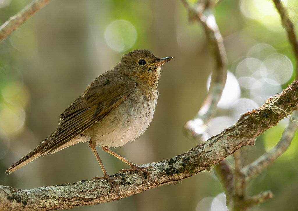 Swainson's thrush