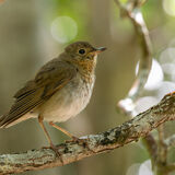 Swainson's thrush