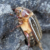 Ten-lined June Beetle on rock
