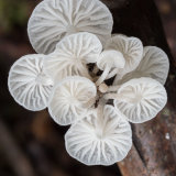 Tiny white fungus