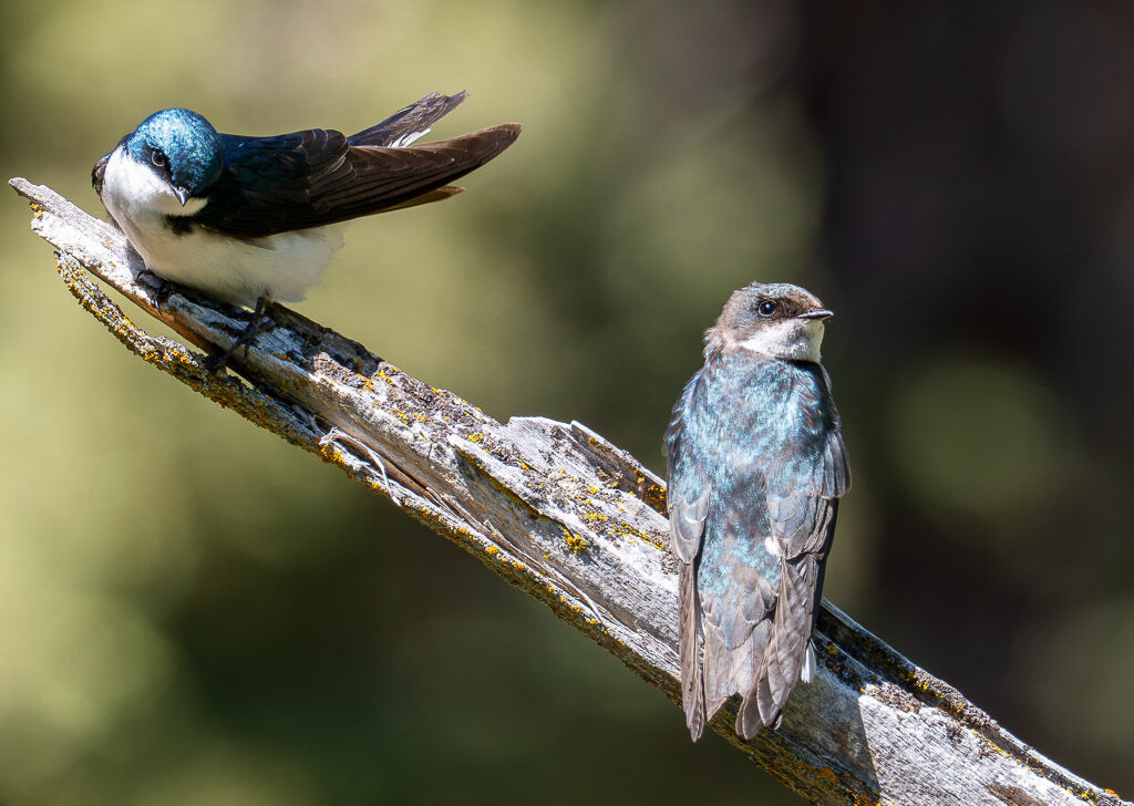 Tree Swallows