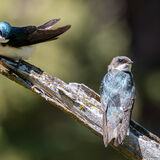 Tree Swallows