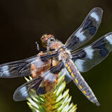 Twelve spot Skimmer 2