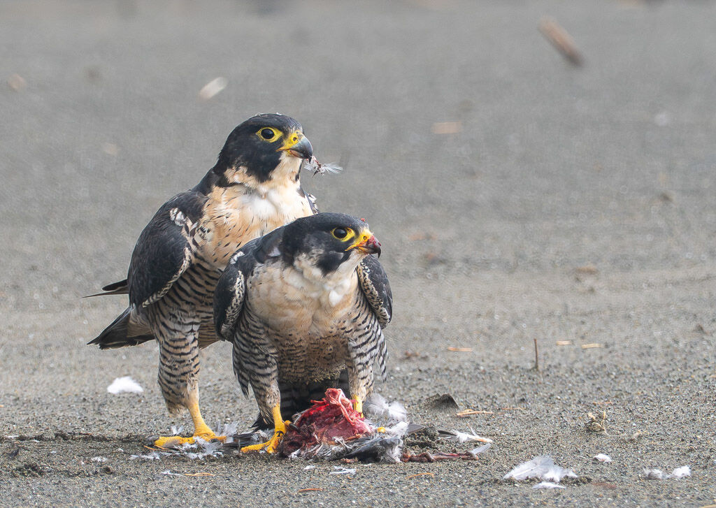 Two Peregrine feeding on Humbug beach