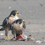 Two Peregrine feeding on Humbug beach