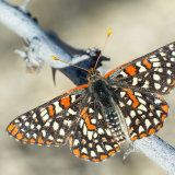 Variable Checkerspot on twig