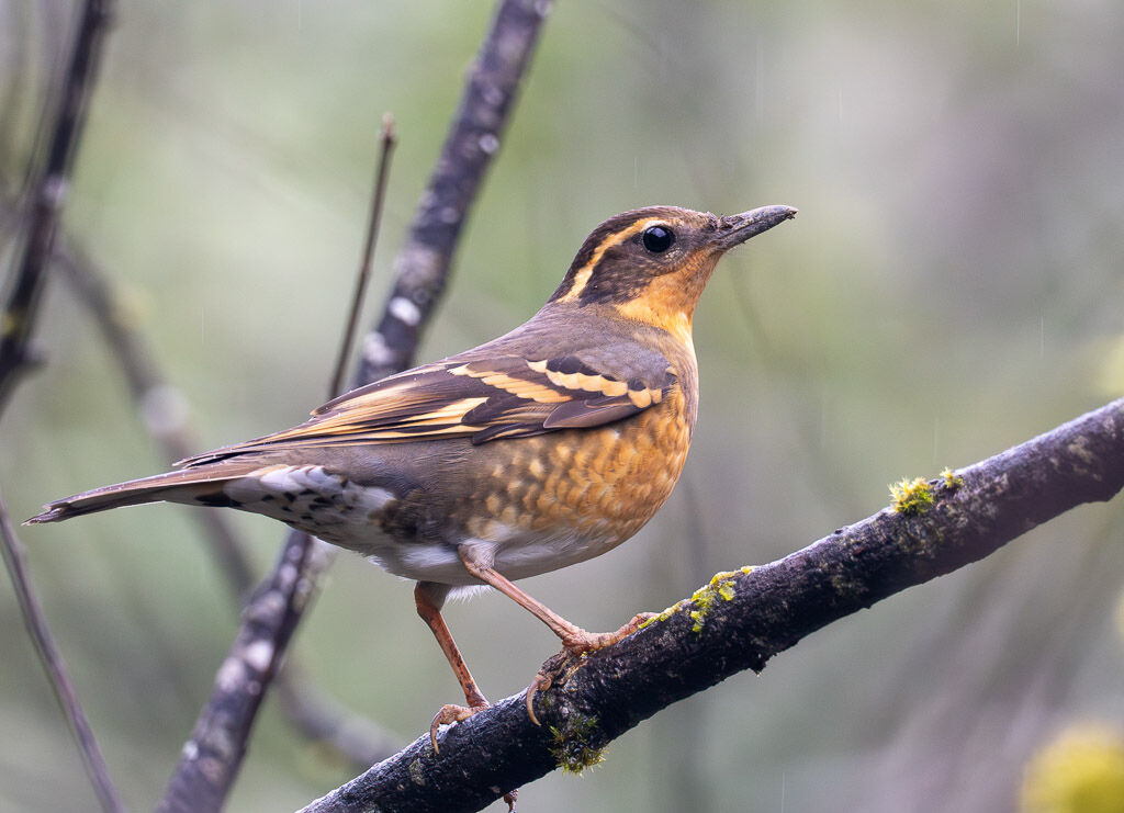 Varied Thrush in rain
