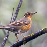 Varied Thrush in rain