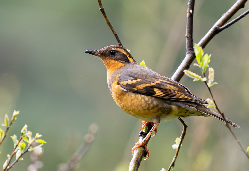 Varied Thrush in willow