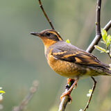 Varied Thrush in willow