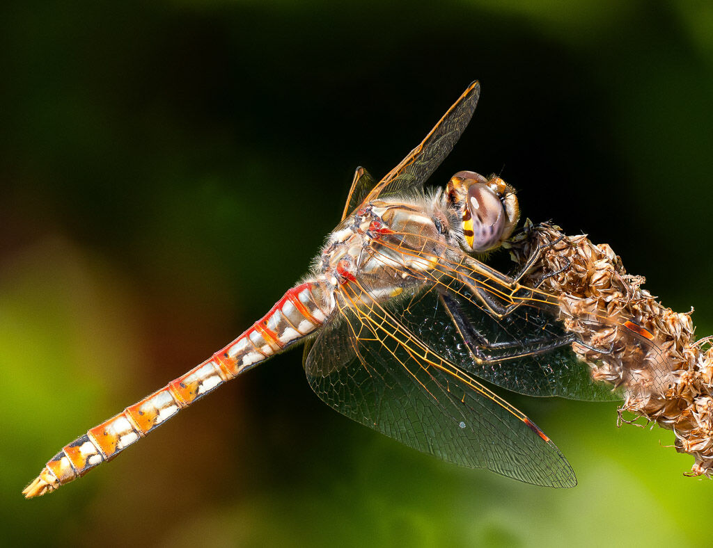 Variegated meadowhawk