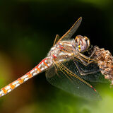 Variegated meadowhawk