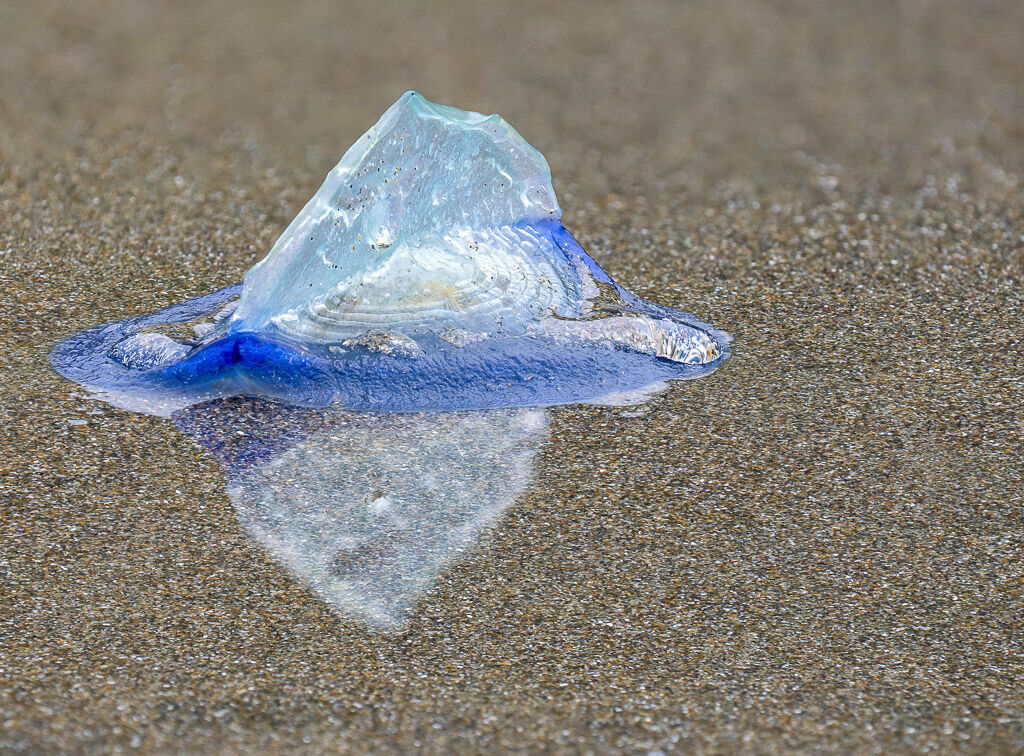 Velella reflection
