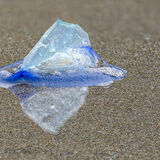Velella reflection