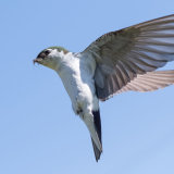 Violet-green Swallow approaching nest