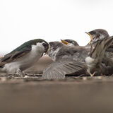 Violet-green Swallow feeding chicks