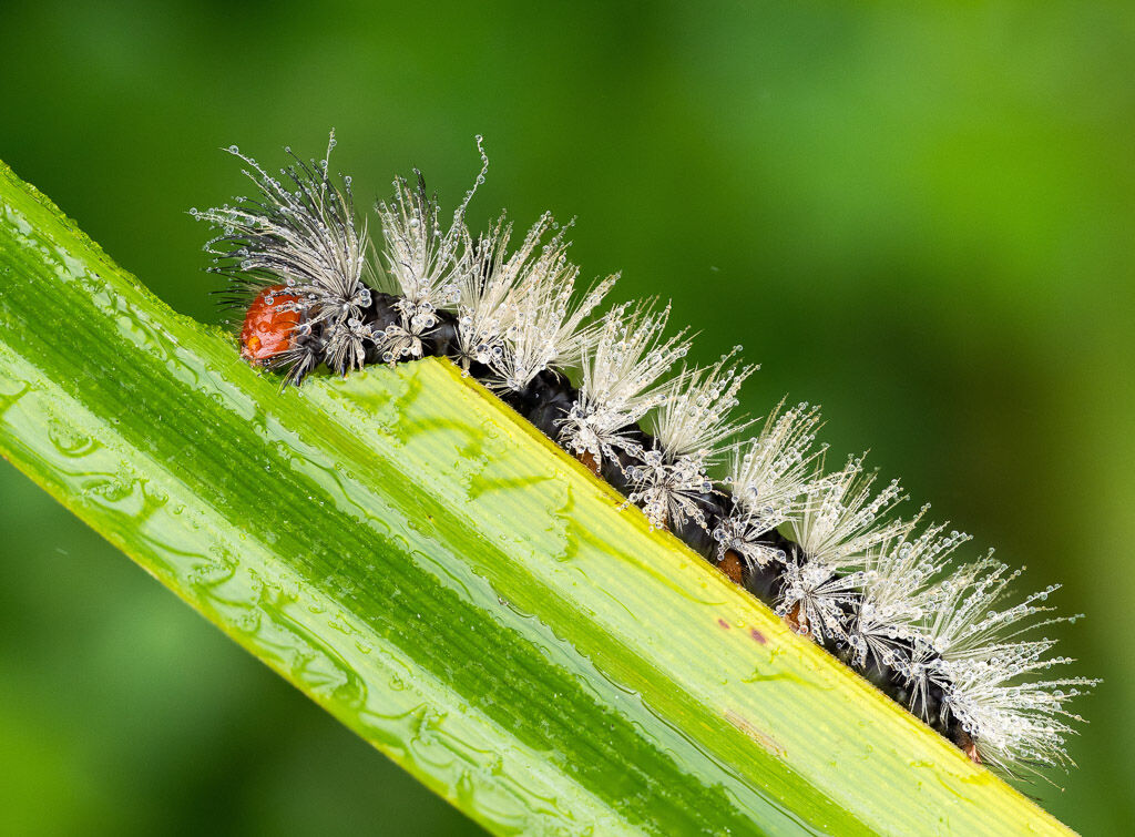 Virginia ctenucha moth catapillar