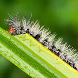 Virginia ctenucha moth catapillar