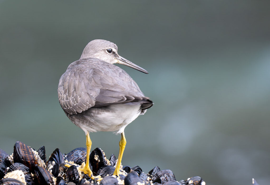 Wandering Tattler - stood