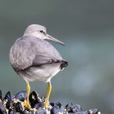 Wandering Tattler - stood