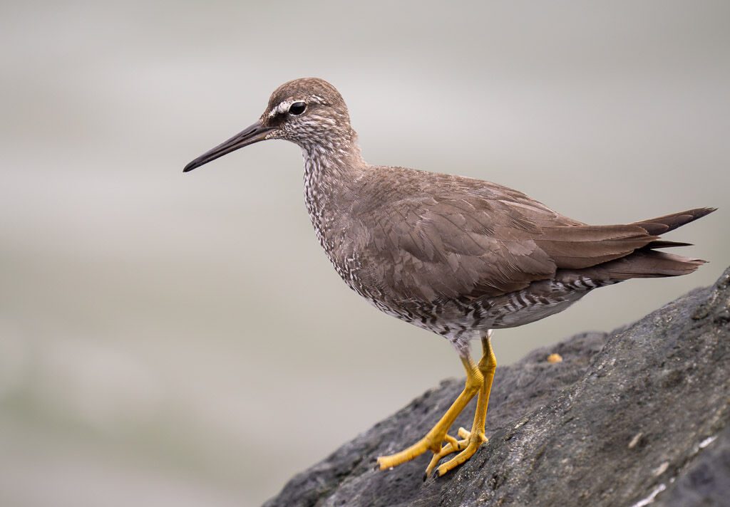 Wandering Tattler