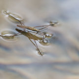 Water Strider showing meniscus-2