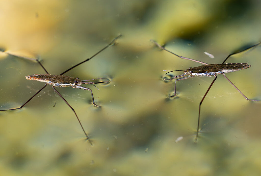 Water Striders 2