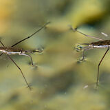 Water Striders 2
