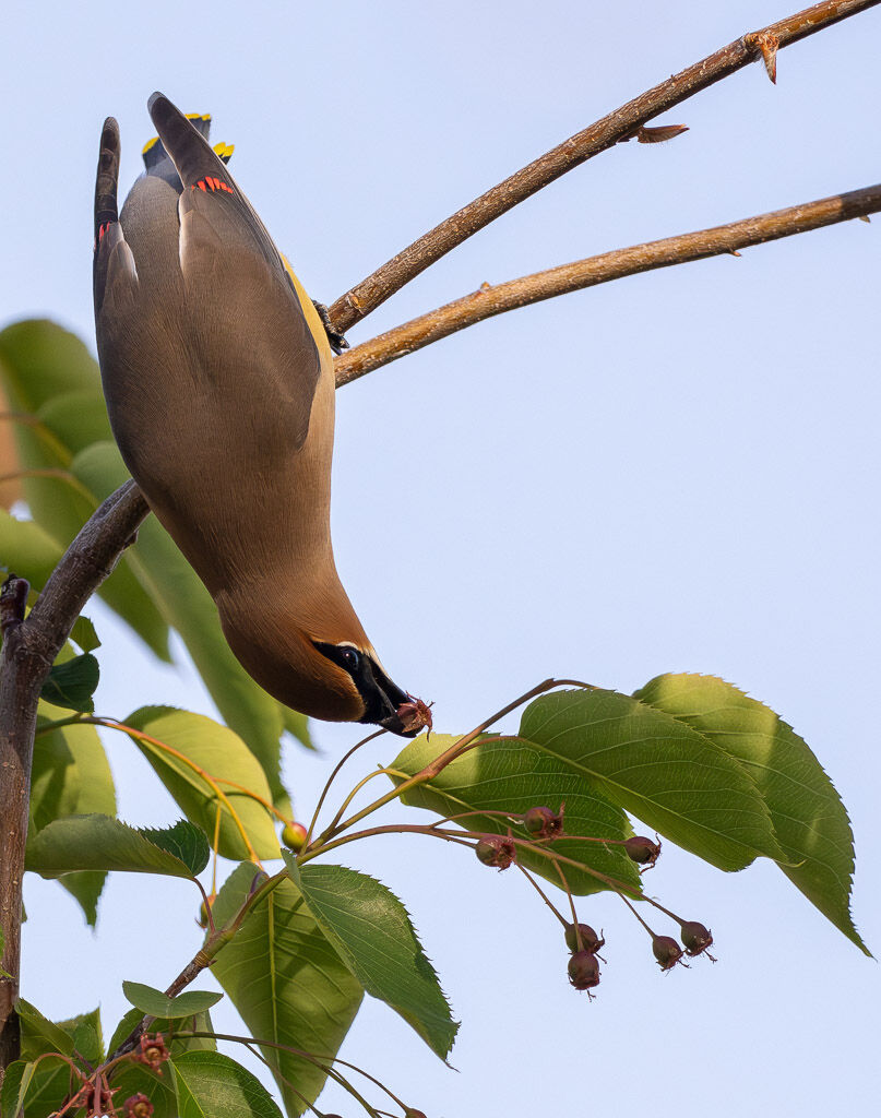 Waxwing pulling berry