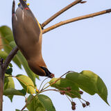 Waxwing pulling berry