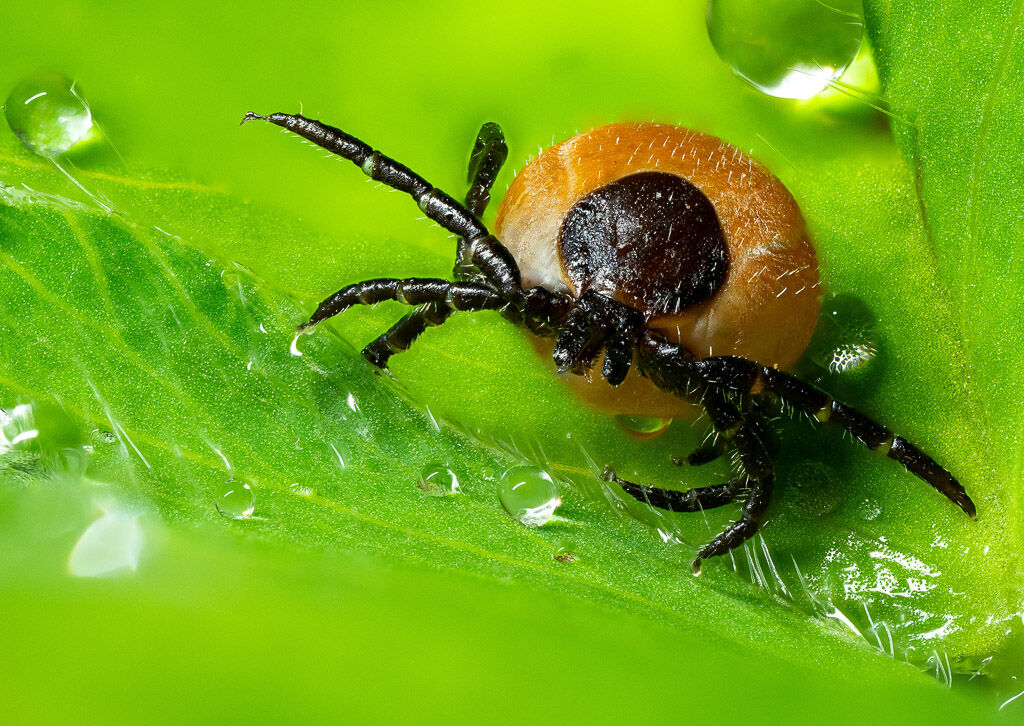 Western Black-legged Tick on clover leaf