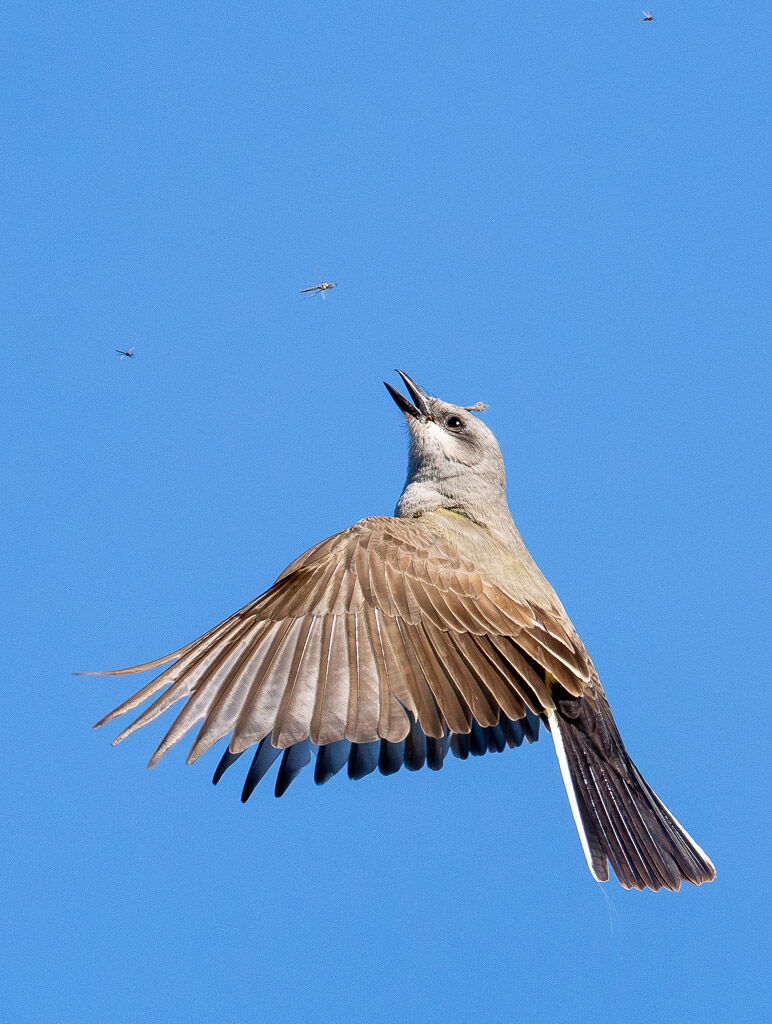Western Kingbird after bug