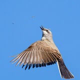 Western Kingbird after bug