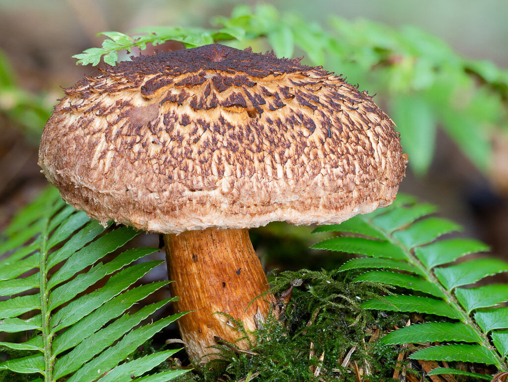 Western Painted Suilius mushroom