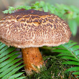 Western Painted Suilius mushroom